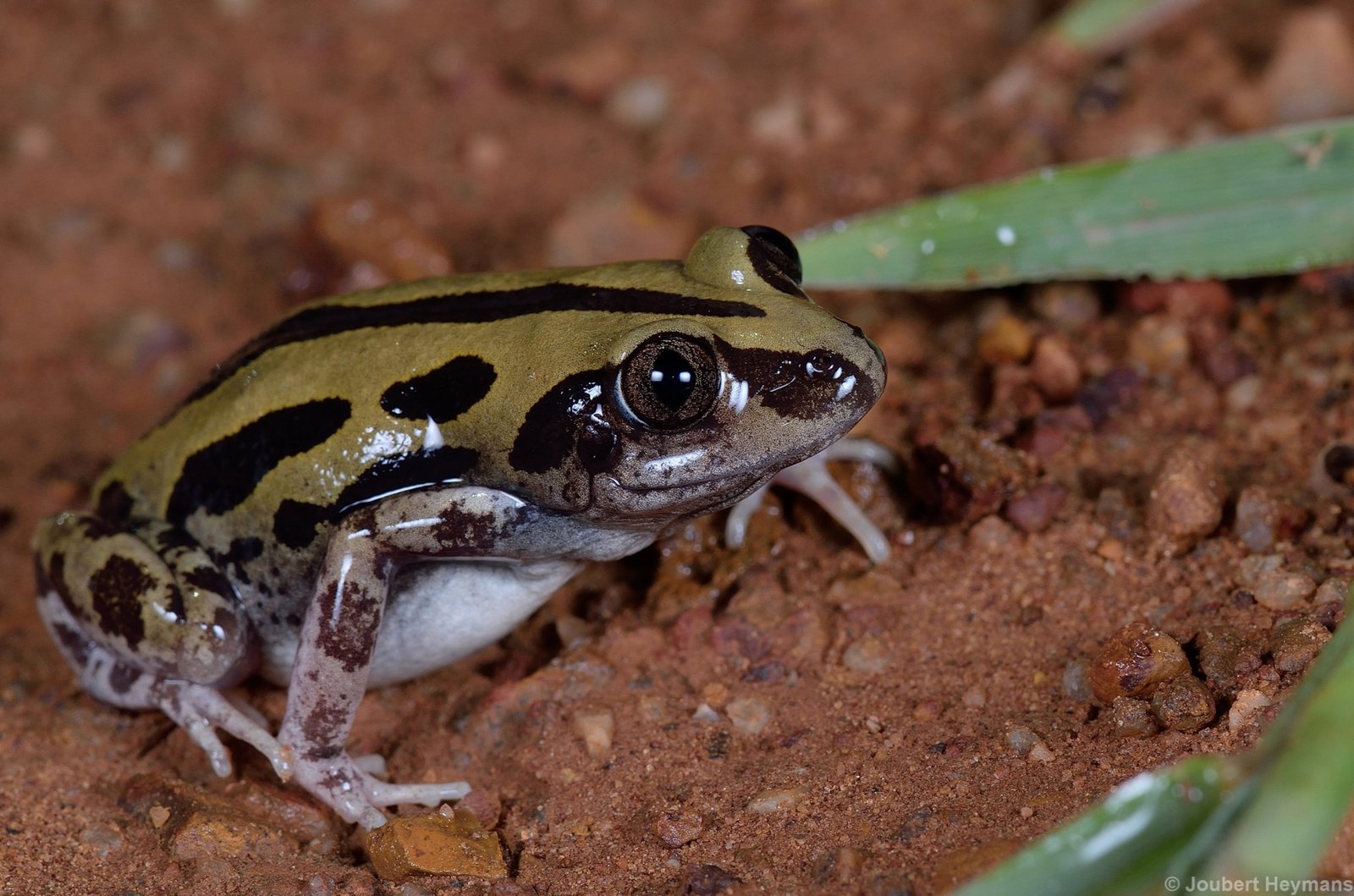 KASSINA SENEGALENSIS TOAD VENOM